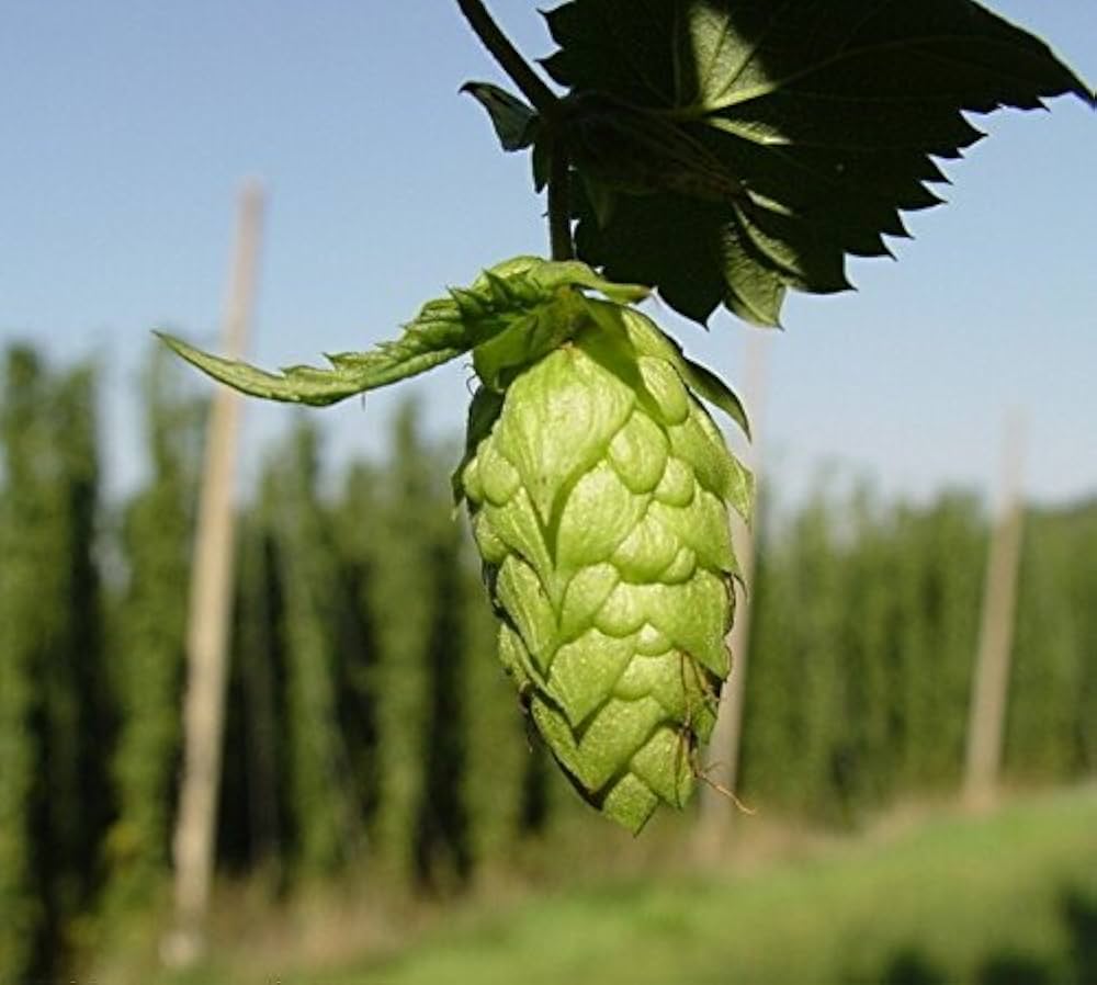 Hops, Humulus lupulus Seeds for Ornamental Garden Planting