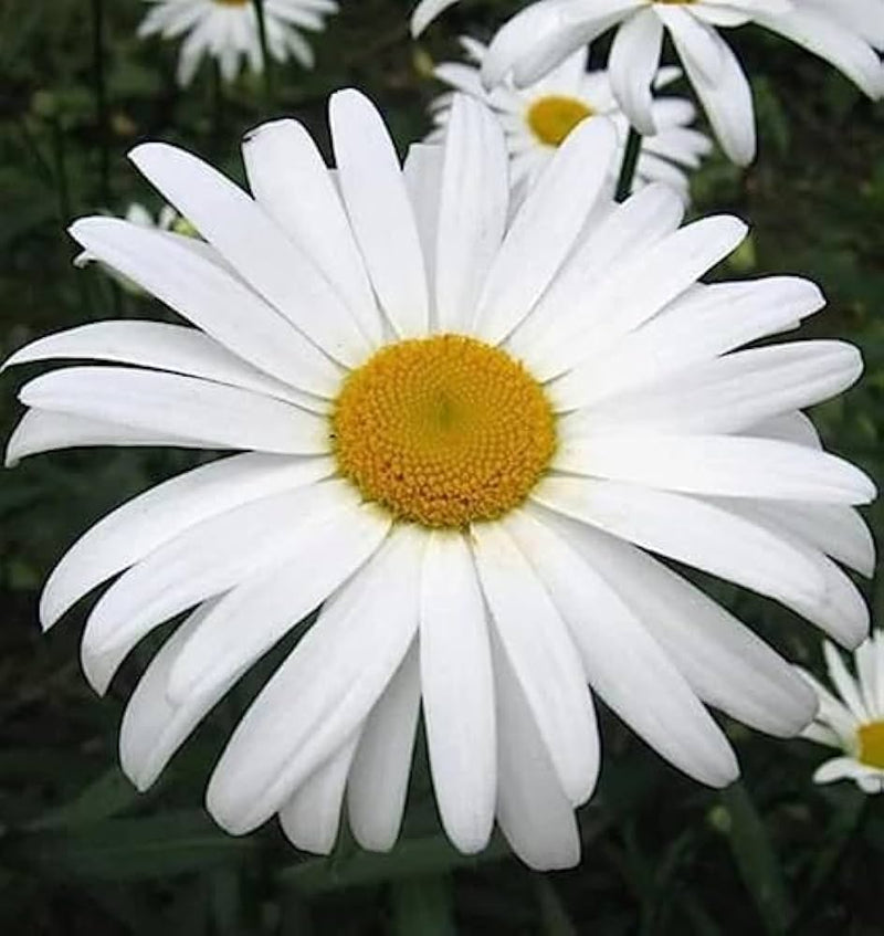 Alaska Shasta Daisy Leucanthemum – Perennial Garden Flower Seeds