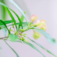 Hopbush, Dodonaea viscosa Seeds for Natural Landscape Gardens