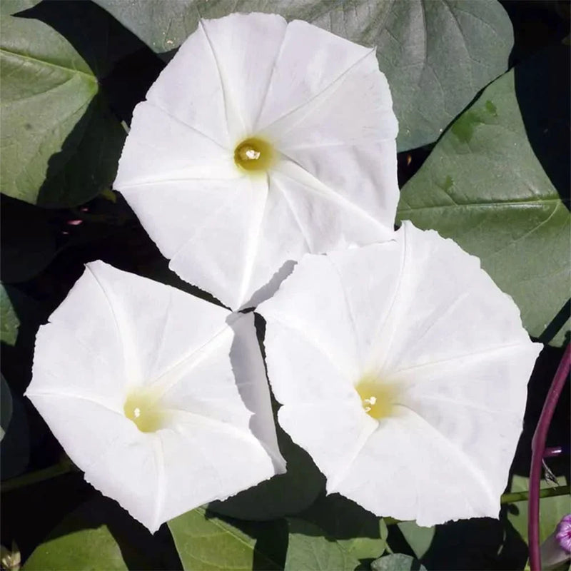 Giant Moonflower Ipomoea alba plant seeds for growing an ornamental flowering vine