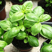 Genovese Basil Seeds – Garden Herb Seeds