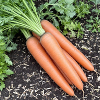 Large Cartilage Carrot – Garden Vegetable Seeds