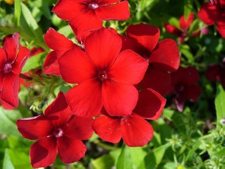 Red Drummond Phlox – Colorful Wildflower Garden Seeds
