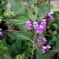 Black Horehound Herb Seeds – Ballota nigra for Ornamental Garden Growing