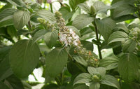 Kilimanjaro Basil seeds for home herb gardening