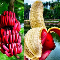 Pink Banana Seeds for Planting – Heirloom, Non-GMO, Musa Velutina, Easy to Grow