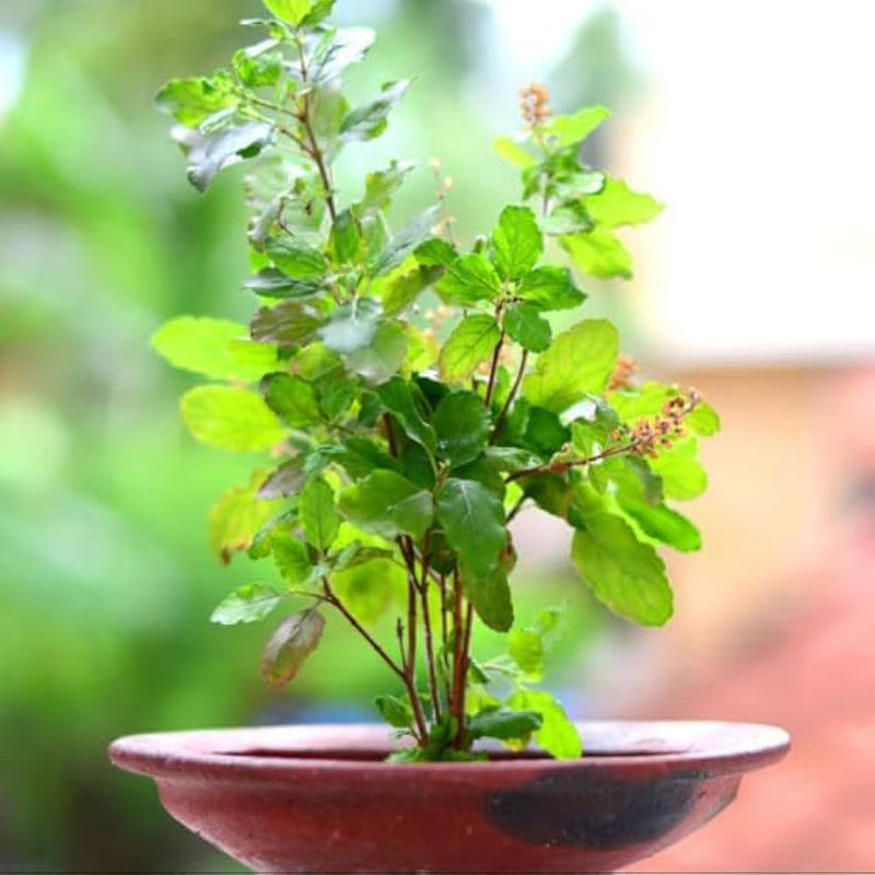 Ocimum Sanctum Tulsi – Culinary and Therapeutic Herb Seeds