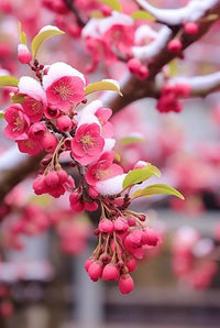 Cherry Streaks Japanese – Garden Flower Seeds