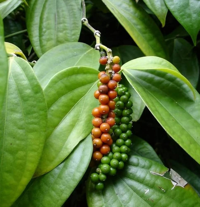 Black Pepper (Piper nigrum) Seeds for Planting – Heirloom, Non-GMO, Easy to Grow, Aromatic Climbing Vine
