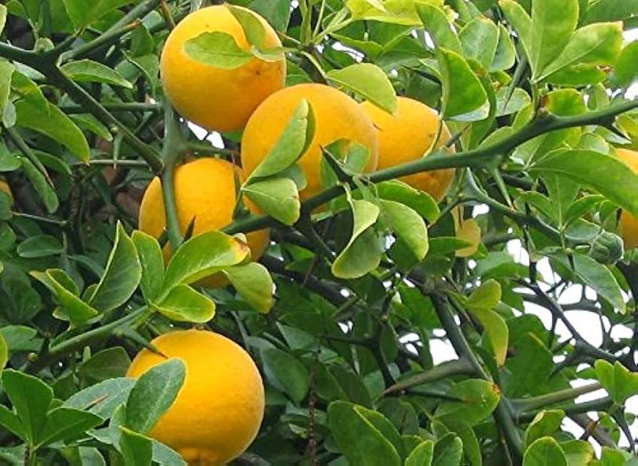 Poncirus trifoliata Bitter Orange seeds for garden planting