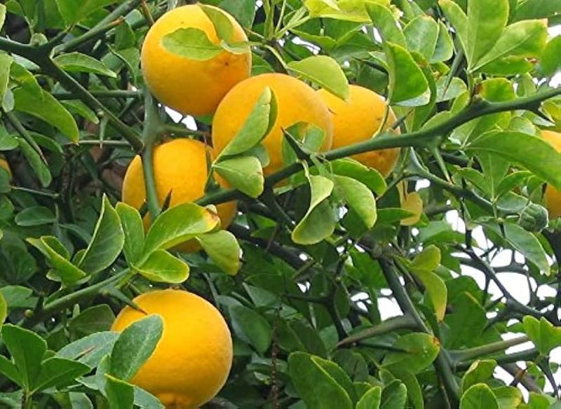 Poncirus trifoliata Bitter Orange seeds for garden planting