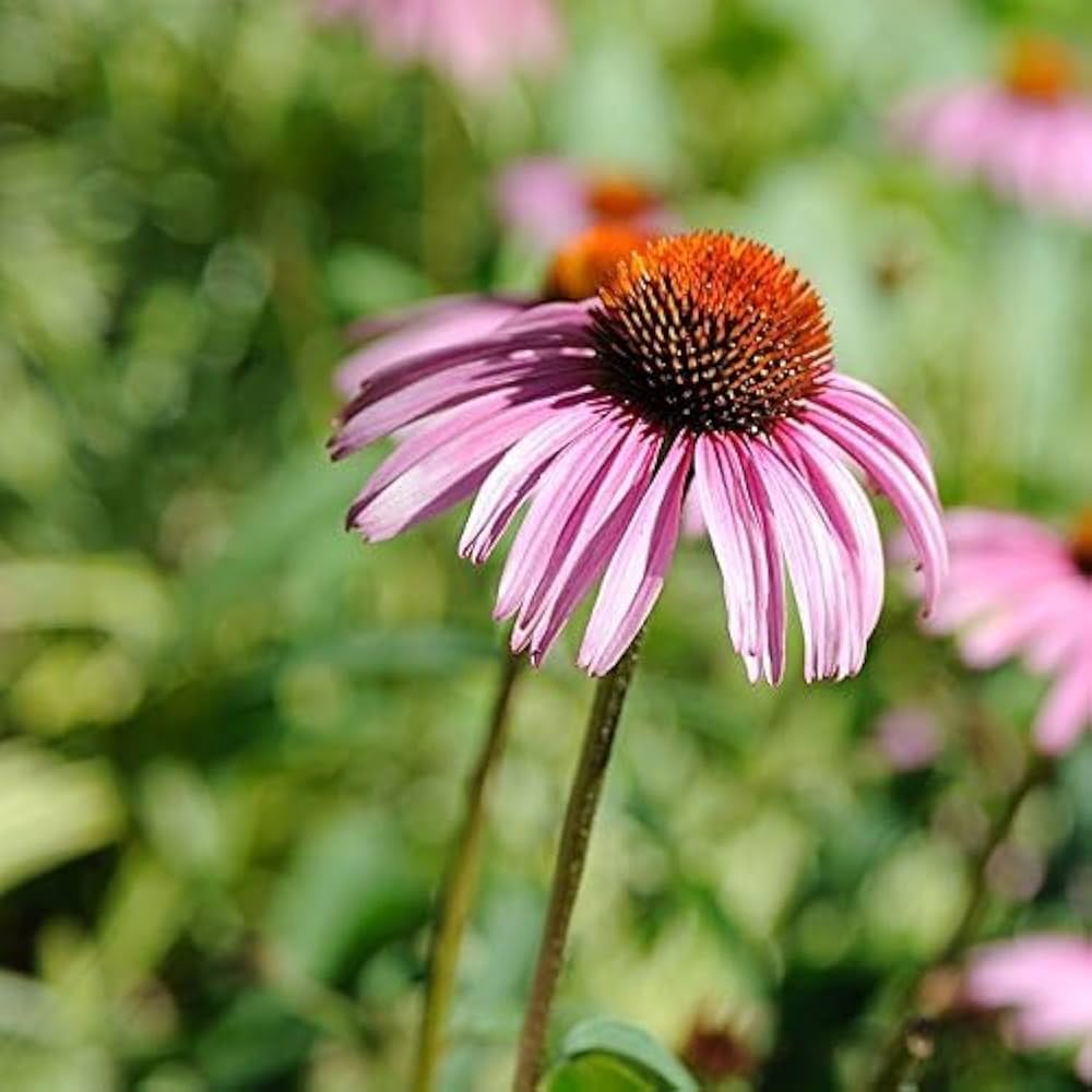 Coneflower Echinacea Purpurea – Purple Garden Flower Seeds