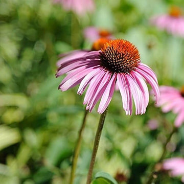 Echinacea Purple Coneflower – Perennial Flower Seeds