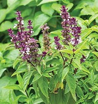 Ocimum suave Tree Basil plant with green foliage