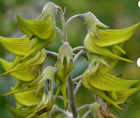 Green Bird Flower Seeds - Garden Flower Seeds