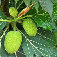 Breadfruit (Artocarpus altilis) Tree Seeds for Planting – Heirloom, Non-GMO, Fast-Growing, Edible Variety