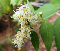 Mexican Dream Herb Calea Zacatechichi – Perennial Herb Garden Seeds