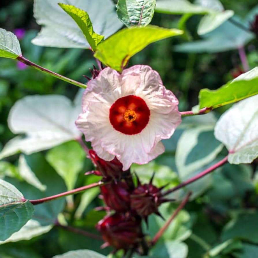 Roselle Hibiscus Seeds – Hibiscus sabdariffa for Garden Planting