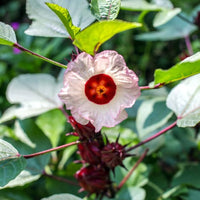Roselle Hibiscus Seeds – Hibiscus sabdariffa for Garden Planting