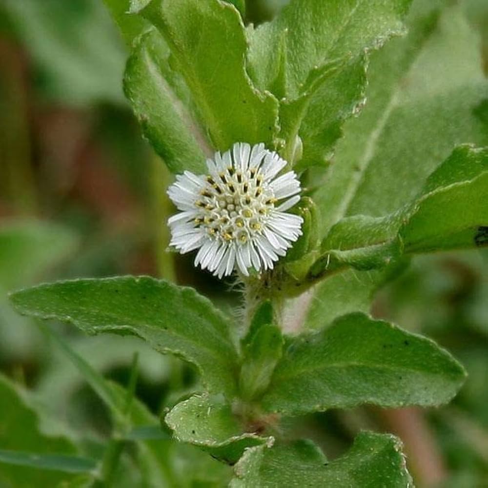 Organic Eclipta Seeds ,Eclipta alba  for Herb Garden Planting