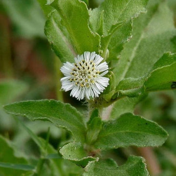 Organic Eclipta alba (Eclipta prostrata) False Daisy herb with small white daisy-like flowers, narrow green leaves, and branching stems in a botanical herb garden.