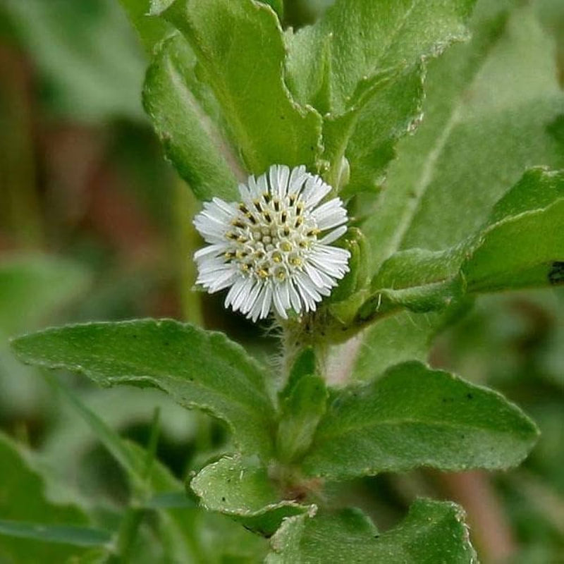 Organic Eclipta alba (Eclipta prostrata) False Daisy herb with small white daisy-like flowers, narrow green leaves, and branching stems in a botanical herb garden.