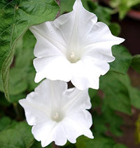 White Morning Glory – Climbing Garden Flower Seeds