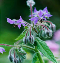 Borage – Blue Flower Herb Seeds for Garden