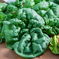 Spinach Bloomsdale Spinacia Oleracea – Vegetable Garden Seeds