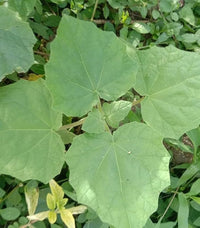 Southwest Devil’s Claw seeds for ornamental plant cultivation and botanical collections