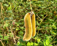 Mucuna Pruriens Vine Seeds Velvet Bean Molted Strain No Itch L Dopa – Garden Vegetable Seeds
