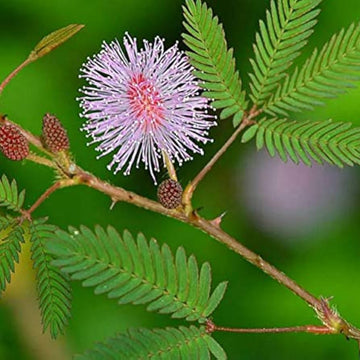 Sensitive Plant Mimosa Pudica – Hardy Wildflower Seeds