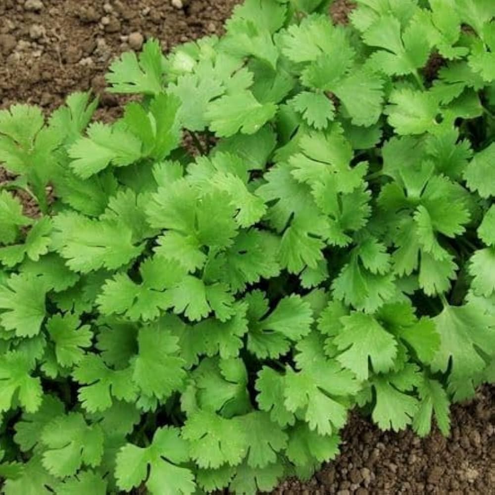 Cilantro Coriander (Coriandrum sativum) seeds