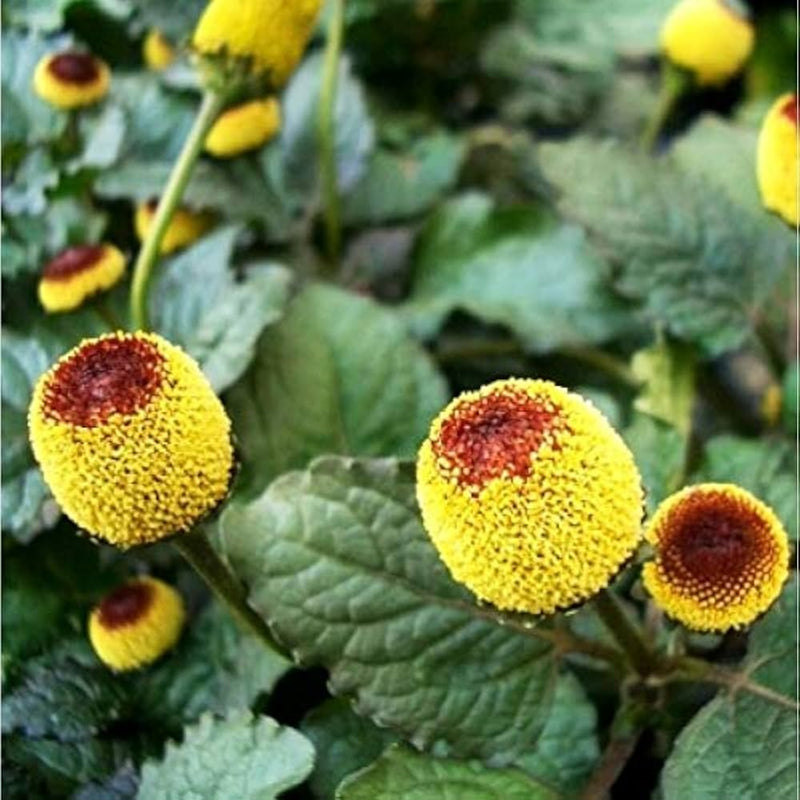 Acmella oleracea Seeds for Planting – Garden Plant Seeds | Premium Quality