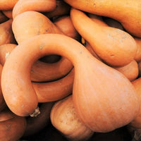 Dutch Crookneck Pumpkin – Winter Squash Vegetable Seeds