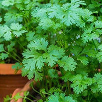 Cilantro Coriander (Coriandrum sativum) seeds