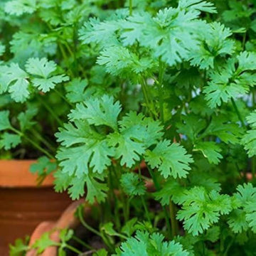 Cilantro Coriander (Coriandrum sativum) seeds