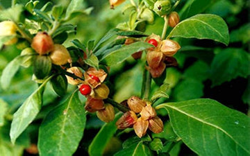 Ashwagandha Vedic Withania somnifera seeds for home gardening