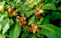 Ashwagandha Withania somnifera Vedic Herb Seeds for Home Gardening, Herb Gardens and Natural Plant Collections