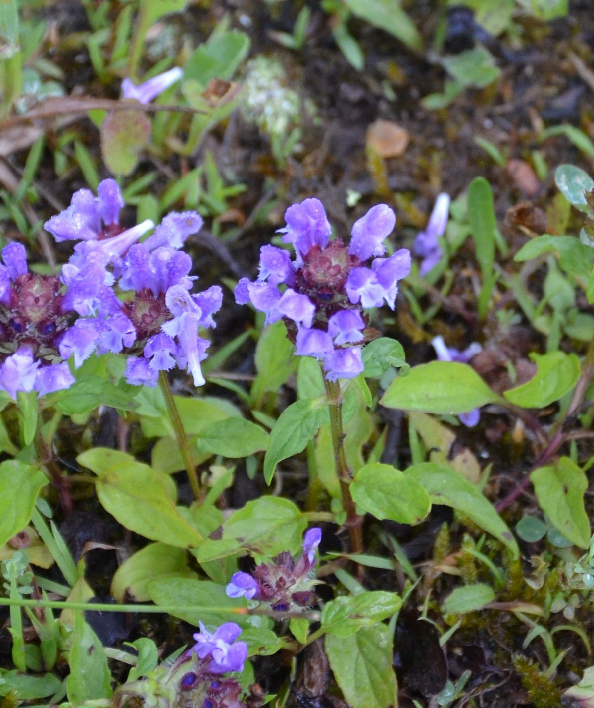 Prunella vulgaris Self Heal plant with green foliage and purple flower spikes.