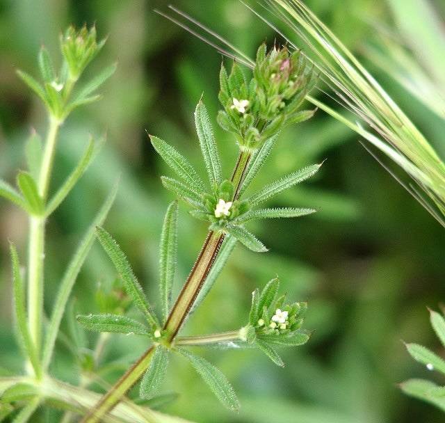 Galium aparine cleavers plant with whorled green leaves and slender scrambling stems