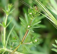 Galium aparine cleavers plant with whorled green leaves and slender scrambling stems