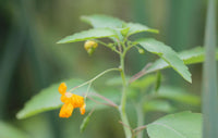 Fresh Jewelweed Impatiens Capensis Touchmenot From Organic For Lbs – Garden Flower Seeds