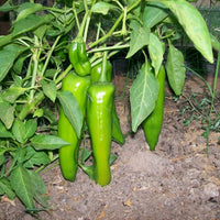 Capsicum annuum Plant Seeds – Big Jim Pepper for Home Gardening