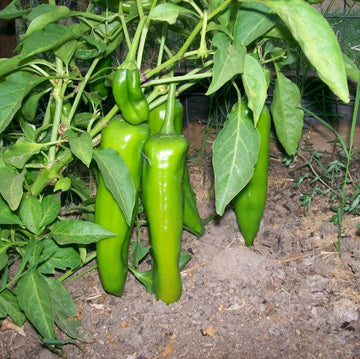 Capsicum annuum Plant Seeds – Big Jim Pepper for Home Gardening