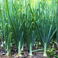 Tokyo White Bunching – Garden Vegetable Seeds