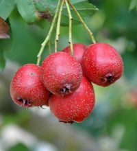 Crataegus pinnatifida Chinese Hawthorn Shan Zha fruit tree with deeply lobed green foliage and rounded red fruits
