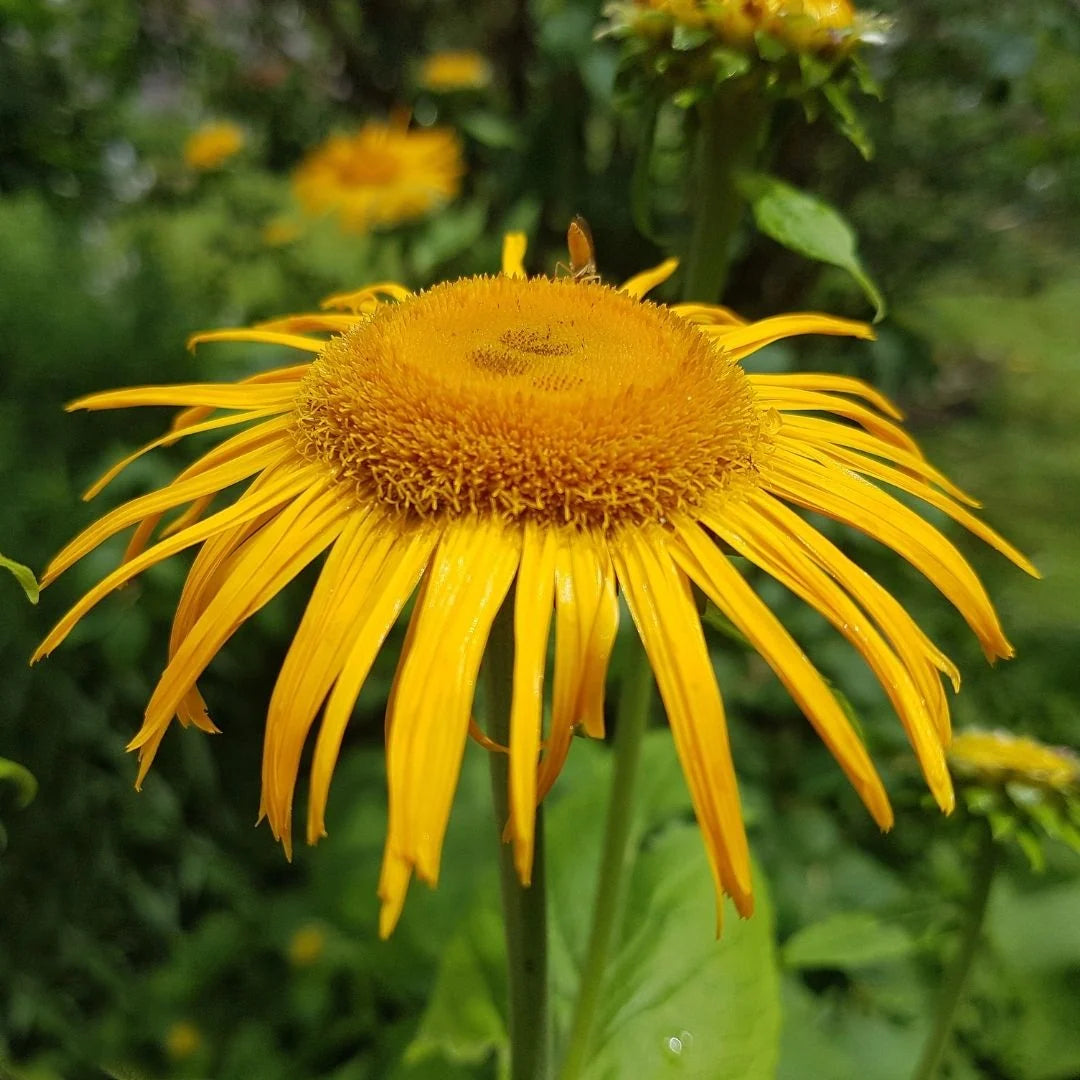 Inula helenium Elecampane planting seeds for growing a perennial flowering herb.