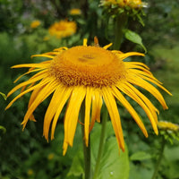 Inula helenium Elecampane planting seeds for growing a perennial flowering herb.