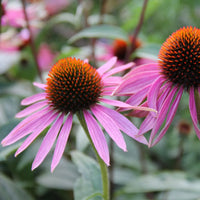 Narrow-Leaved Coneflower Echinacea angustifolia garden seeds for perennial flower gardening